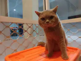 Kucing British Shorthair (BSH) Fawn Male