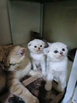 Kucing scotis fold silver
