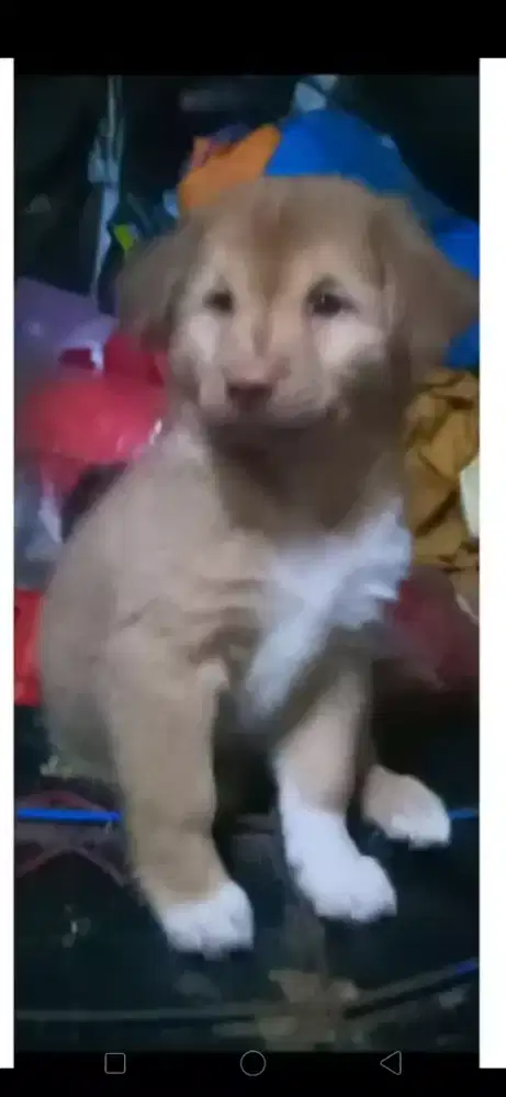 Anak anjing imut usia 3 bulan