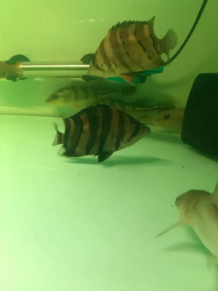 Ikan Datz 4Bar.