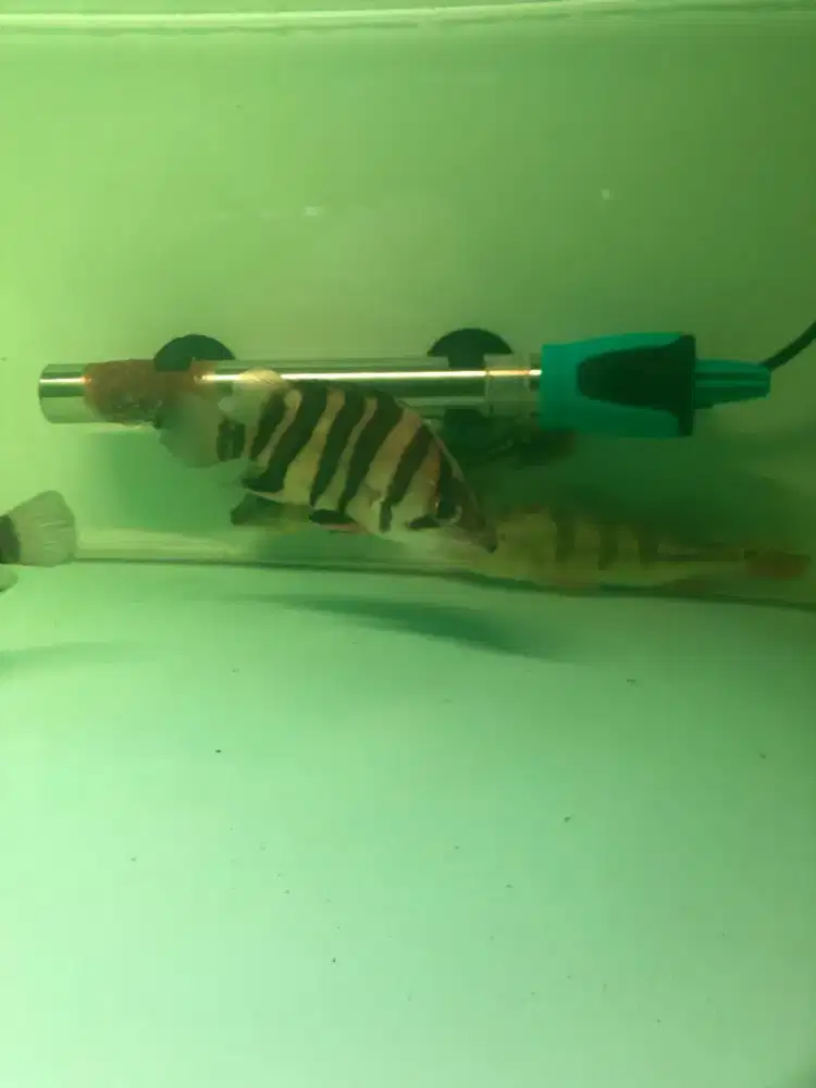 Ikan datz 4bar.