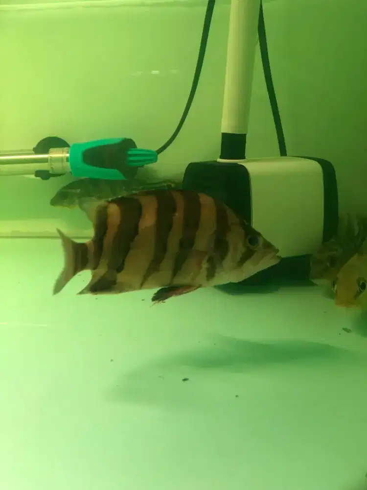 Ikan datz 4bar.