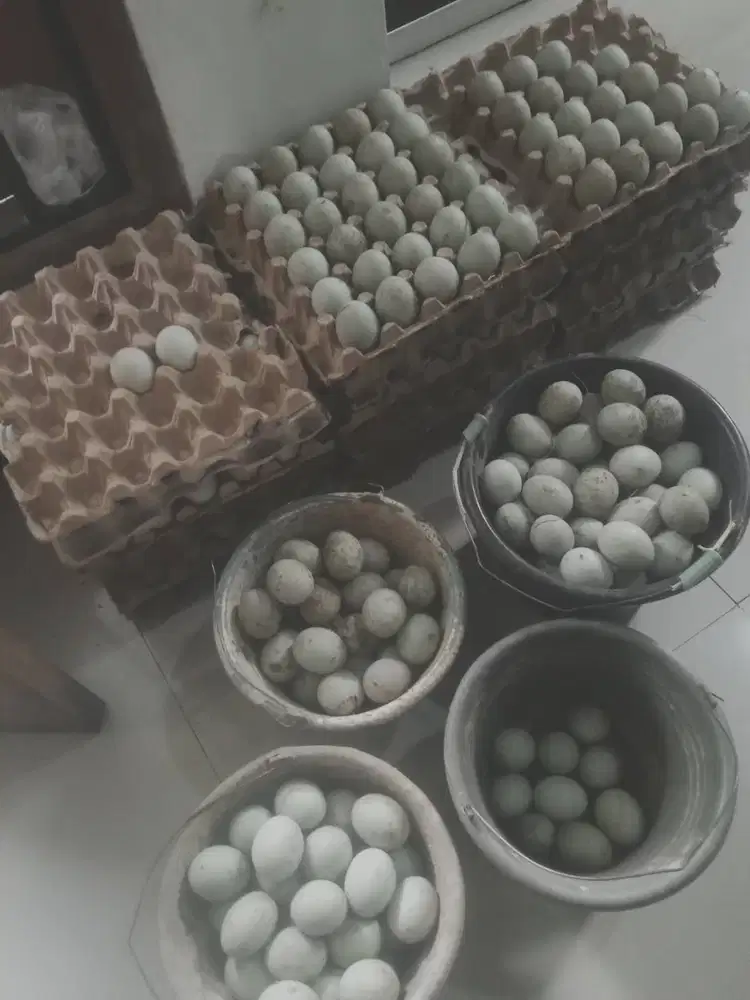 Jual Telur Bebek