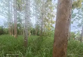 Tanah isi pohon jati di Taktakan kota serang banten