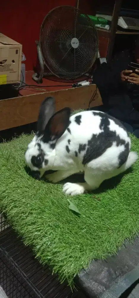 Kelinci hias jenis rex