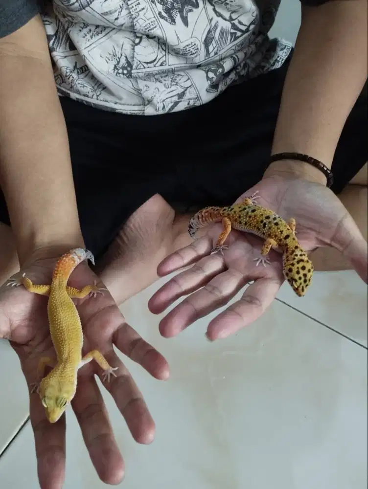 Dijual Leopard Gecko