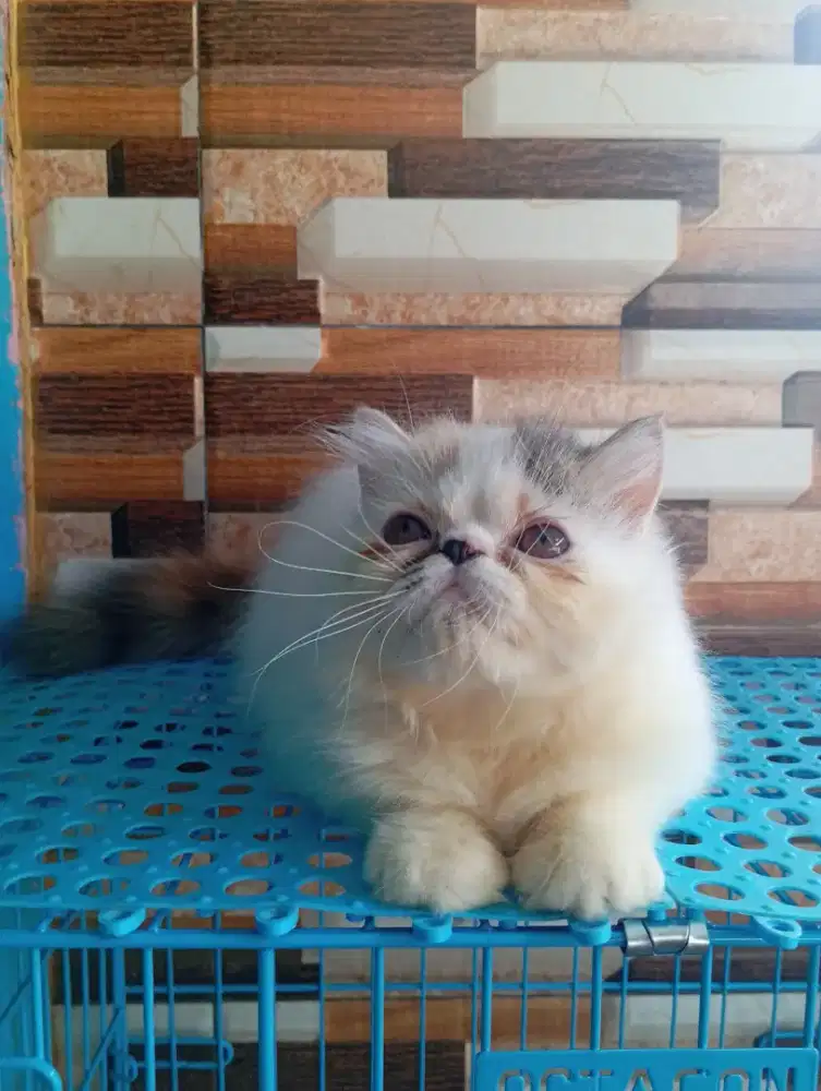 Kucing Persia Peaknose Calico Dilute