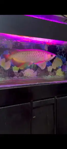 Jual ikan arwana full set dgn aquarium nya