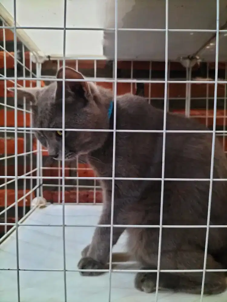 Kucing jantan blue short hair