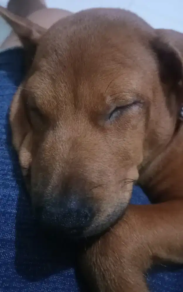 Free Adopt Dogie Samson