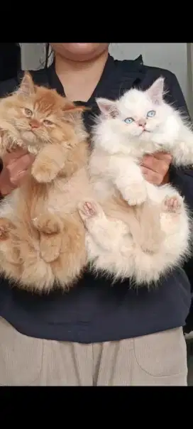 kucing kitten anakan anggora persia ragdoll munchkin mainecoon