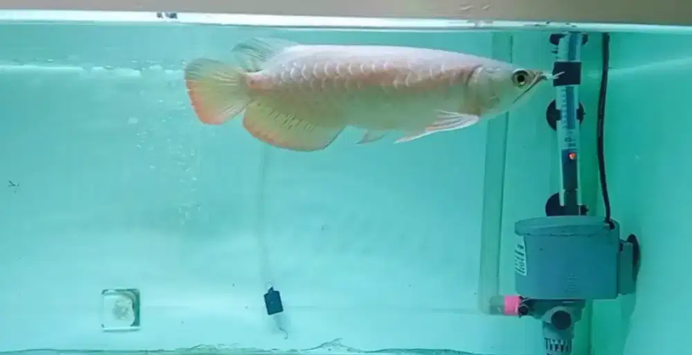 Arwana golden red Hb
