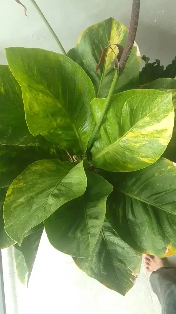 indukan anturium varigata