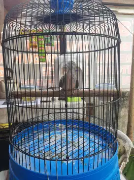 Jual Titiran Bangkok Fullsett