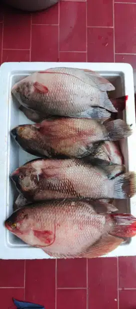 Dijual Ikan Gurame