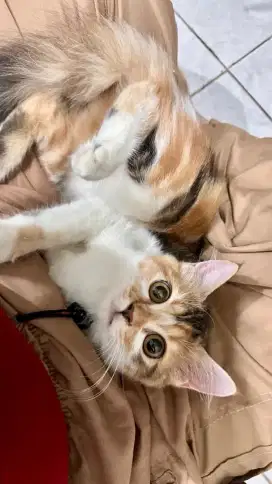 Calico persia kitten
