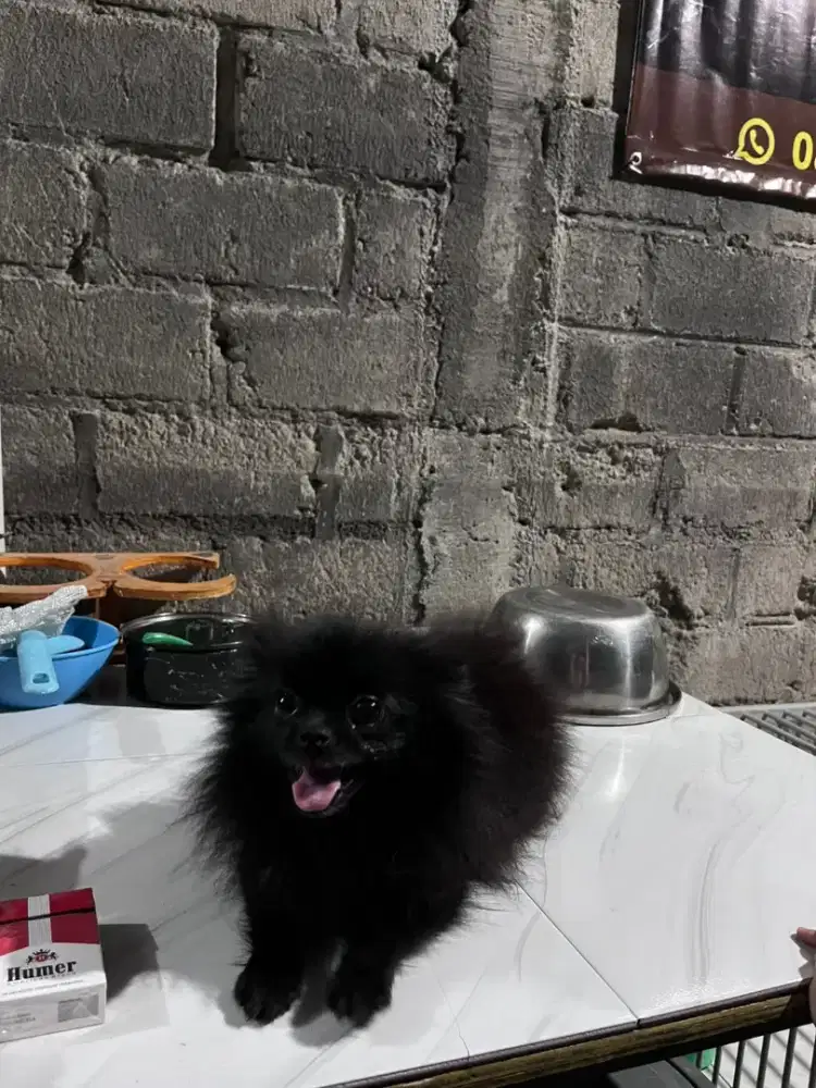 Anak Anjing Super Minipom