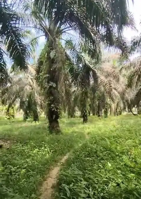 Kebun Sawit Produktif 4,7 ha, 100m dari aspal, Lbuk Sakat, Kampar Riau