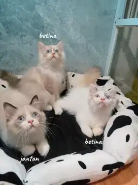 Kitten ragdoll 3bln siap adopsi