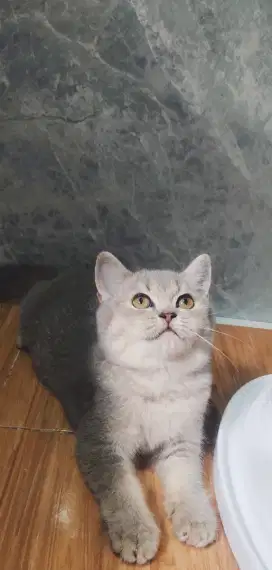 Kitten BSH betina 5bln siap adopsi