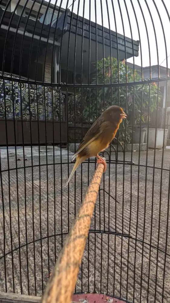 Burung kenari AFSF gacor