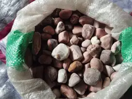 Batu koral merah ati