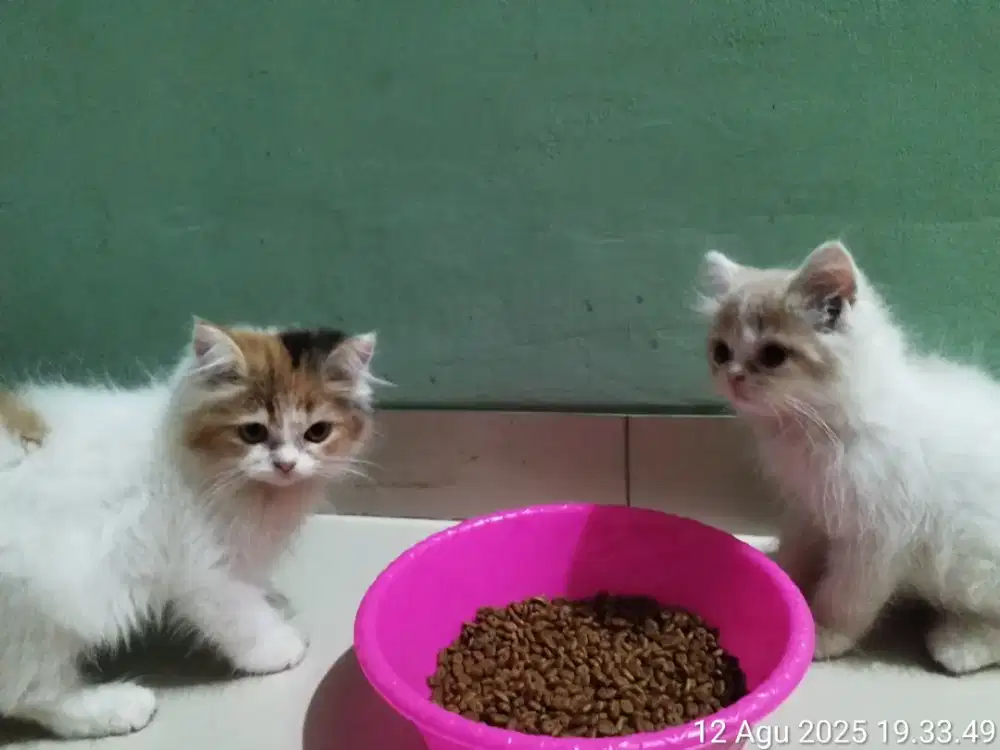 2 anakan persia