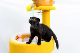 Scottish Fold Kittens Line Pedigree Import