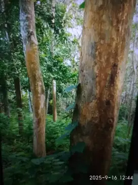Jual kayu jati di Rangkasbitung