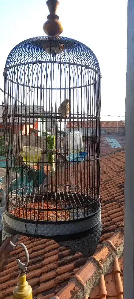 JUAL BURUNG BLACKSANG (BLACKTROATH SANGER) JQNTAN GACOR