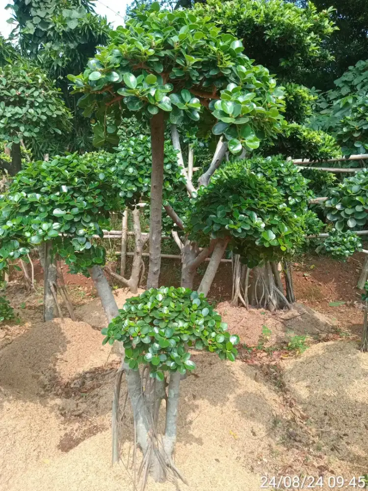 Tanaman bonsai beringin korea