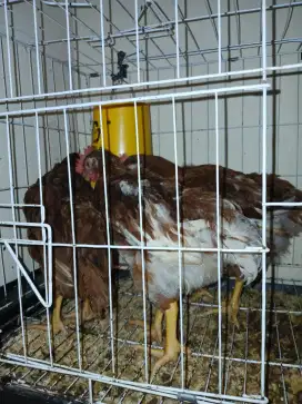 AYAM PETELUR USIA 3 BLN