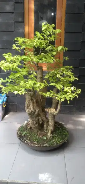 Bonsai jalitri sambung anting putri