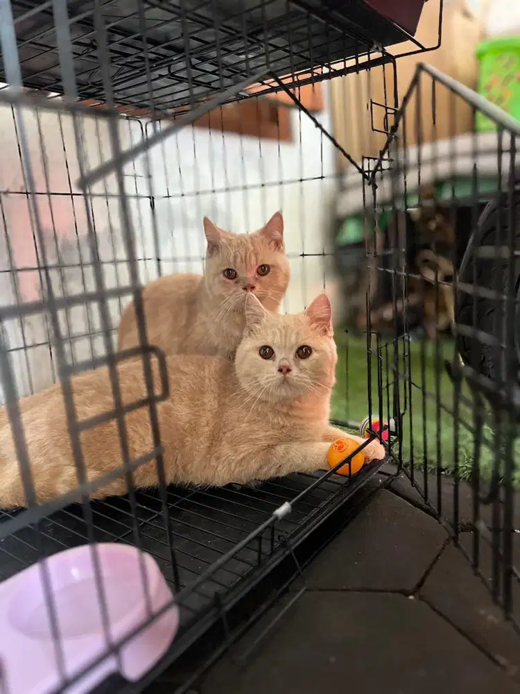 BSH NONPED JANTAN 7,5 BULAN BORONGAN 2 EKOR