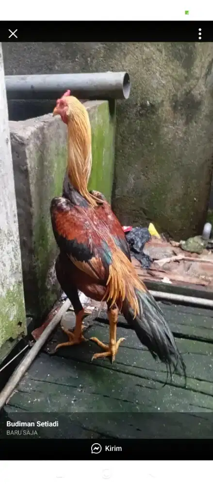 Ayam bangkok muda
