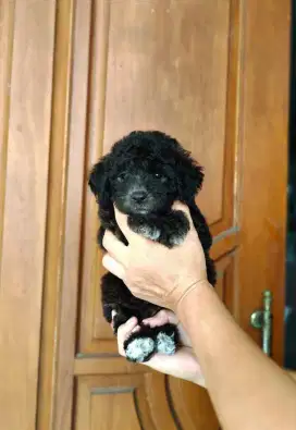 POODLE Female DARK SILVER vaksin