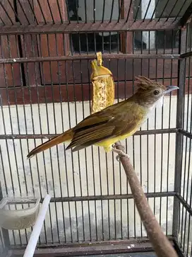 Burung jenggot jawa CJJ