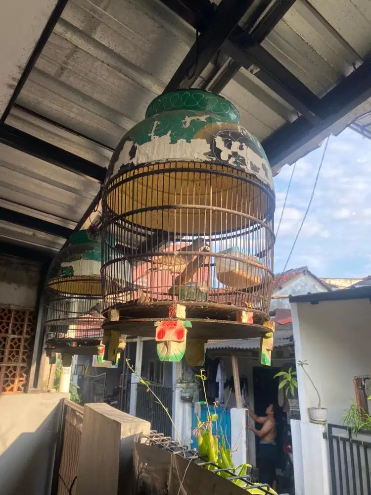 Burung Perkutut Bangkok