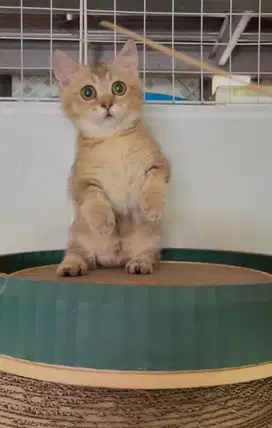 Kucing kitten munchkin bsh british shorthair golden