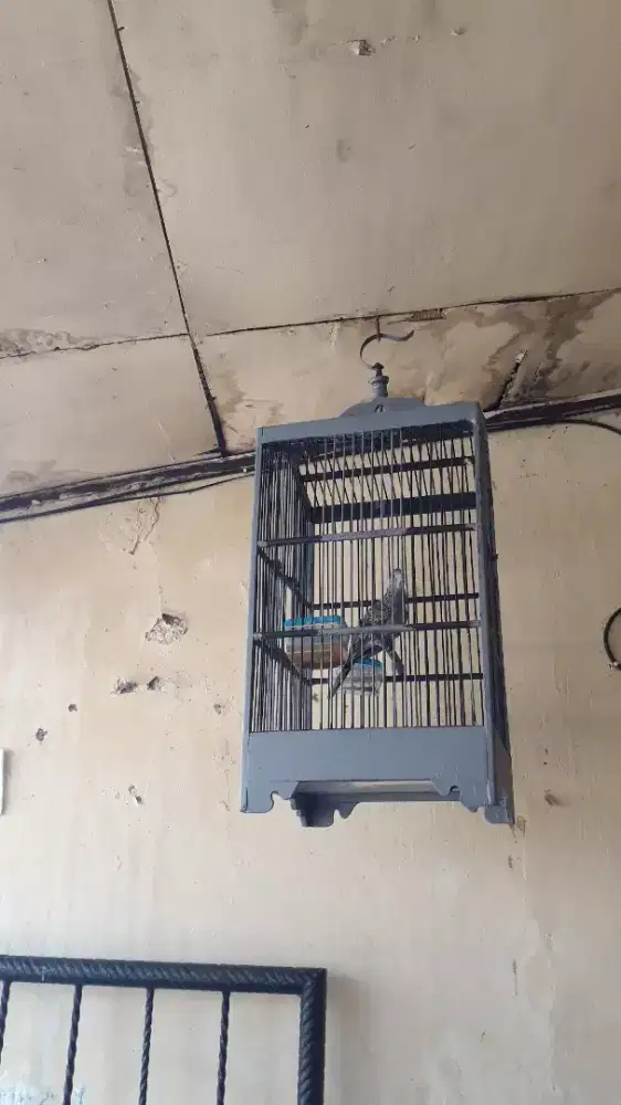 Jual Burung Perkutut Bangkok