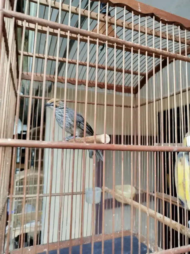 Cucakrowo muda besar