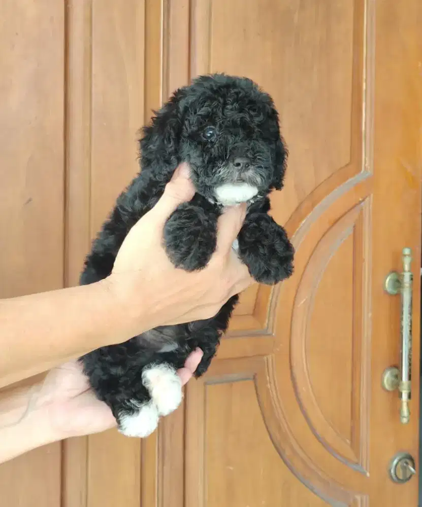 Poodle Black vaksin Female