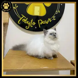 OPEN BOOKING MUNCHKIN BRITISH LONGAHAIR BLUE POINT BLUE EYES CEBOL