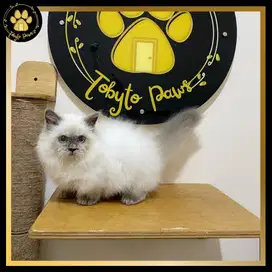 OPEN BOOKING MUNCHKIN BRITISH LONGAHAIR BLUE POINT BLUE EYES CEBOL