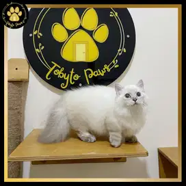 OPEN BOOKING MUNCHKIN BRITISH LONGHAIR BLUE POINT BLUE EYES CEBOL