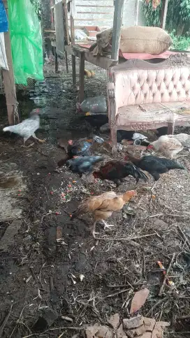 Ayam kampung , paket ternak ( jago 1 + betina 2 )