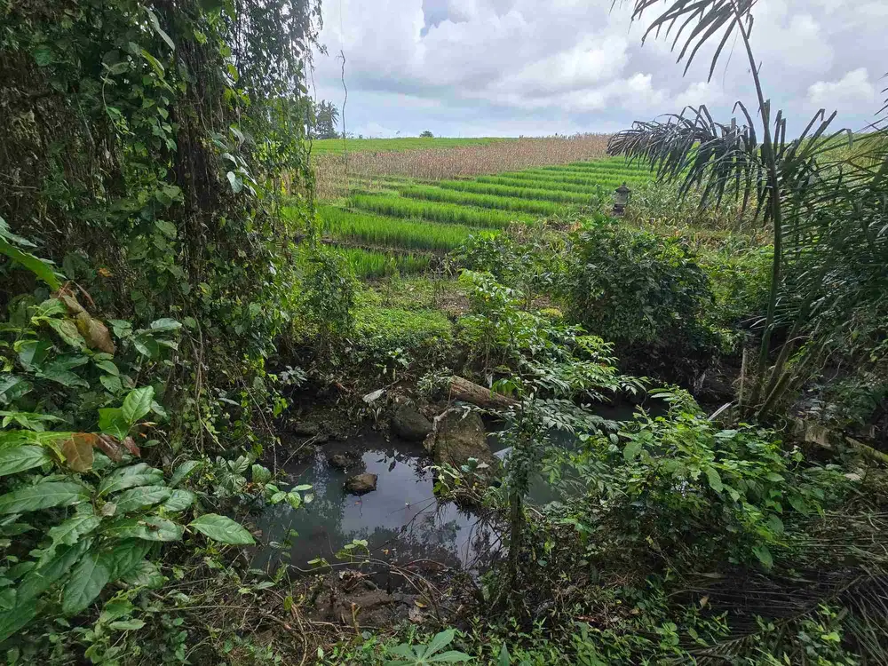 Dijual tanah murah view sawah terasering di tabanan bali