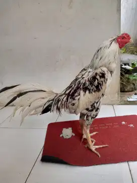 Ayam Bangkok klasik