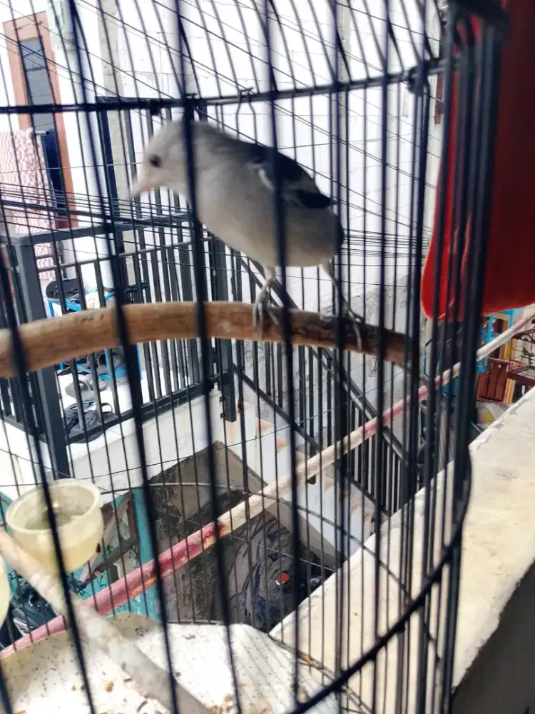Di jual burung jalak kapas