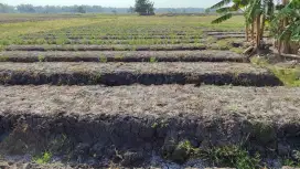Tanah berupa sawah dijual di Nganjuk